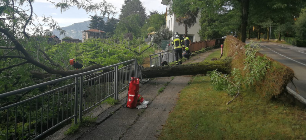 Violento acquazzone su Trento, crolla un albero a Villazzano